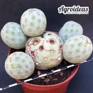 Tephrocactus geometricus "Gran ejemplar"