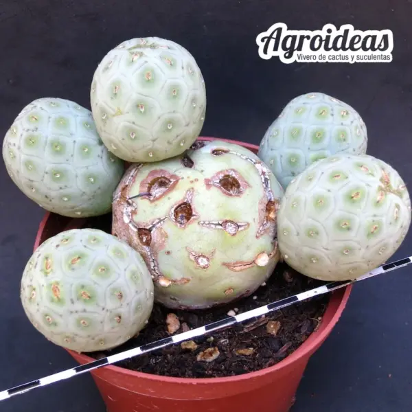 Tephrocactus geometricus "Gran ejemplar"