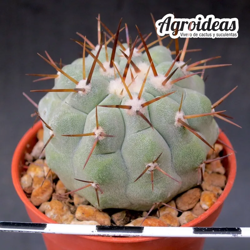 Copiapoa cinerea "Columna alba"