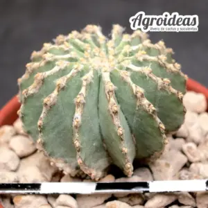 Geohintonia mexicana