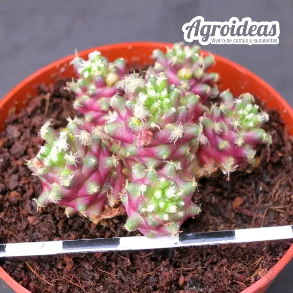 Mammillaria theresae "Seleccón" - Imagen 2
