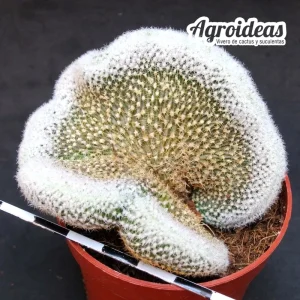 Lobivia albolanata "Cristata"