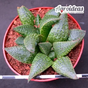 Haworthia koelmaniorum X emelyae "S. Oudtshoorn"