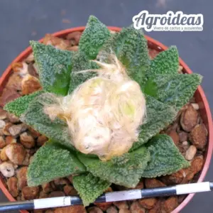 Ariocarpus fissuratus v. hintonii