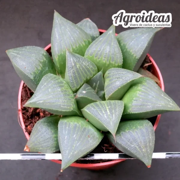 Haworthia vernalis IB4561