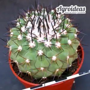 Copiapoa X cinerea ssp. cinerea