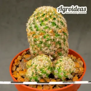Mammillaria hernandezii