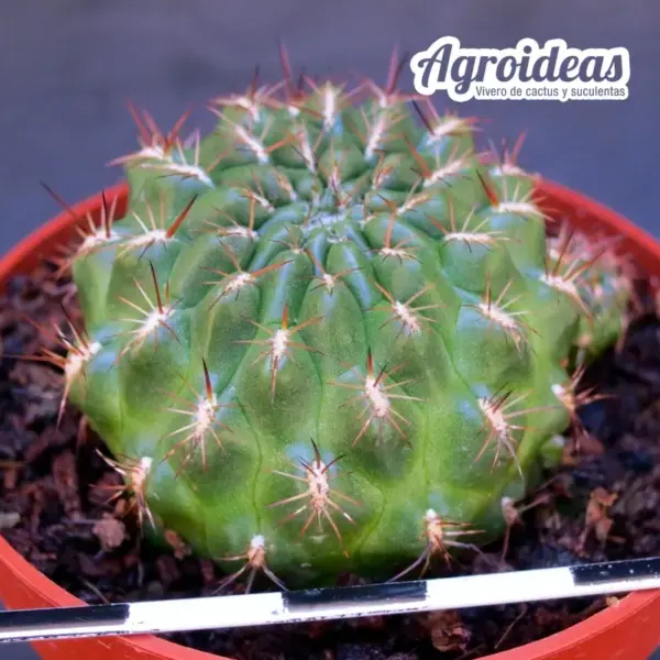 Sulcorebutia steinbachii v. steinbachii, Parque Tunari - Imagen 2