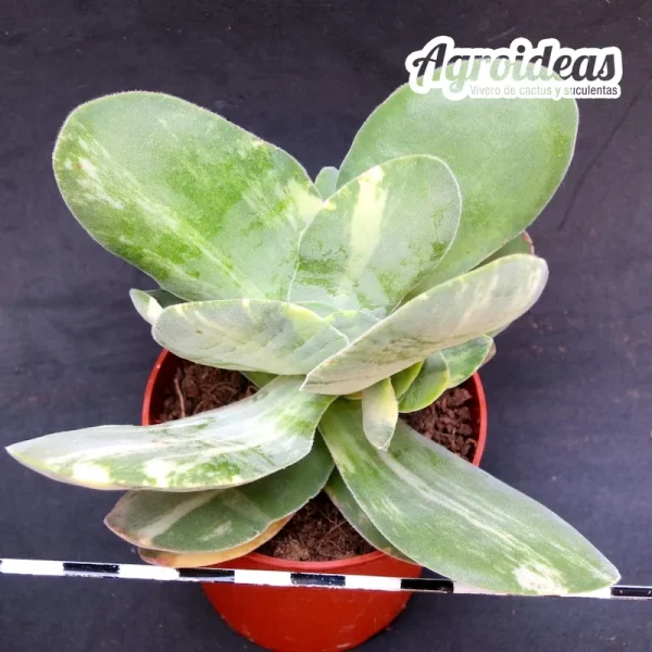 Crassula dubia "Variegata" - Imagen 2