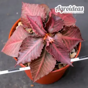 Euphorbia X francoisii var. crassicaulis rubrifolia