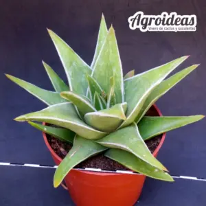 Haworthia marginata "White edge"