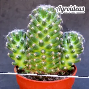 Mammillaria saboae ssp. roczekii "Selección"