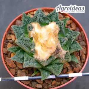 Ariocarpus fissuratus v. hintonii