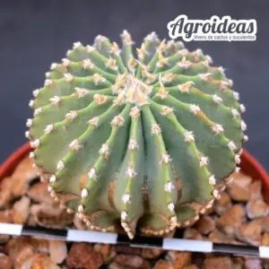 Geohintonia mexicana «Ejemplar MØ-6,5cm»