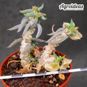 Euphorbia cylindrifolia ssp. tuberifera