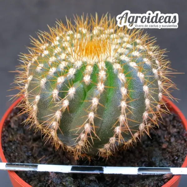 Uebelmannia pectinifera ssp. flavispina - Imagen 2