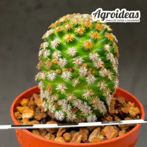 Mammillaria hernandezii
