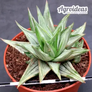 Haworthia viscosa griseo "Variegata"