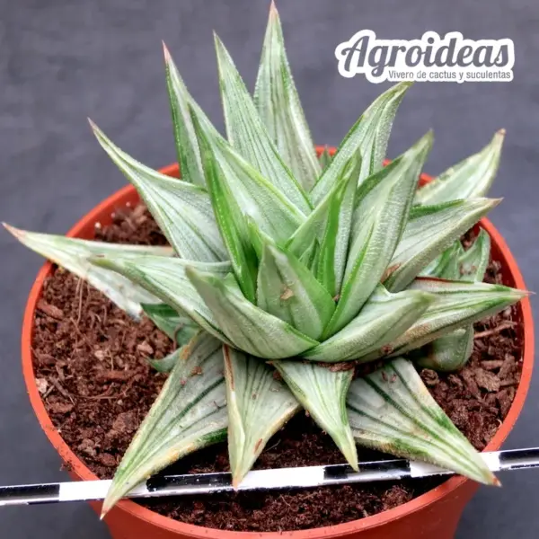 Haworthia viscosa griseo "Variegata"