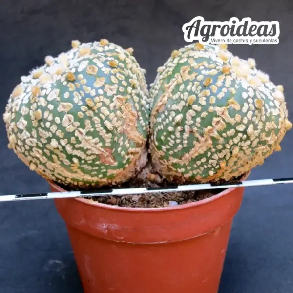 Astrophytum superkabuto "Akabana" Selección - Imagen 2