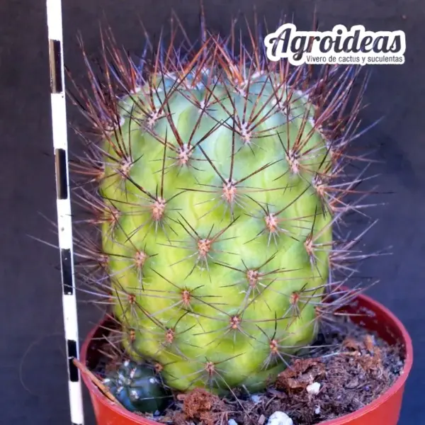 Sulcowarthia x lepida cv. Jimenado - Imagen 2