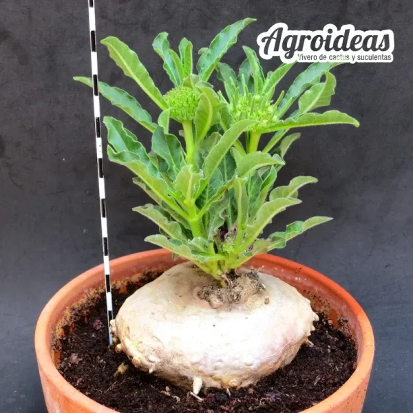 Brachystelma barberae "Ejemplar 10 años" - Imagen 2