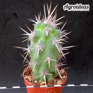 Echinocereus brandegeei