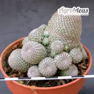 Rebutia heliosa "Pot 8,5 cm"