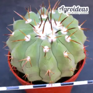 Copiapoa X cinerea ssp. cinerea