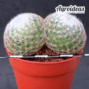 Mammillaria lenta "bicéfala"