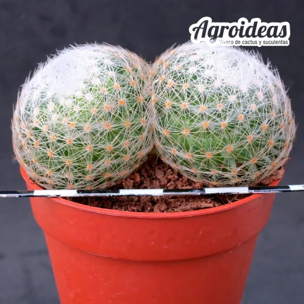 Mammillaria lenta "bicéfala"