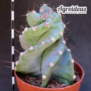 Cereus spiralis