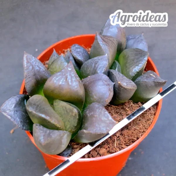 Haworthia "Black lady" - Imagen 2
