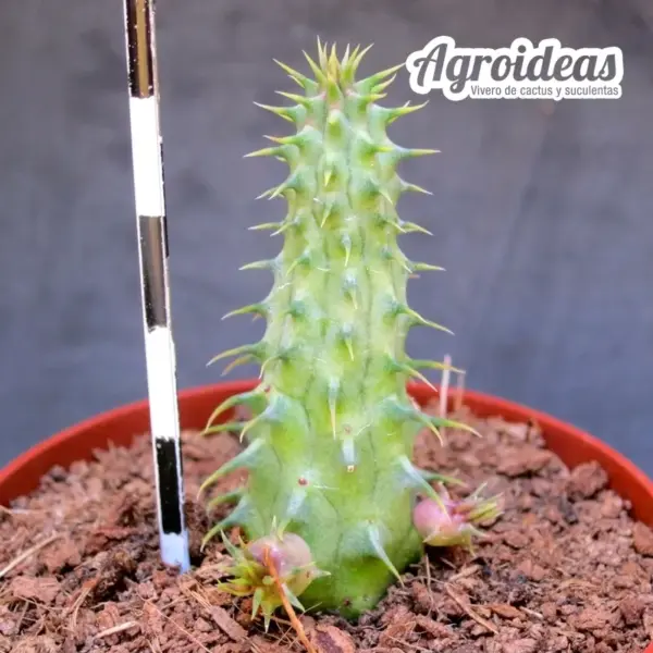 Huernia distincta - Imagen 2