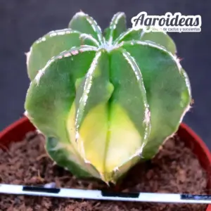 Astrophytum "Hakujo" variegata