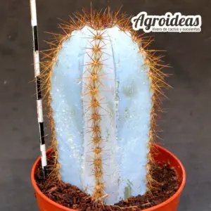 Pilosocereus magnificus "Super Blue"