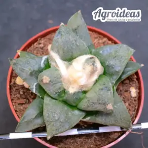 Ariocarpus retusus "frumdosus"