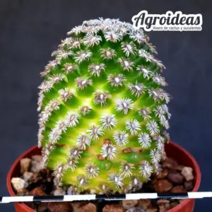 Mammillaria hernandezii