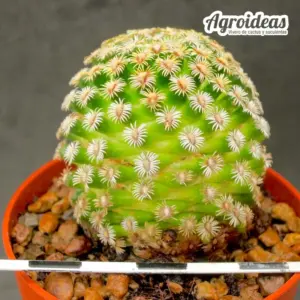 Mammillaria hernandezii "Ejemplar"