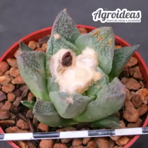 Ariocarpus X fissuratus