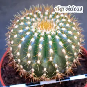 Uebelmannia pectinifera ssp. flavispina