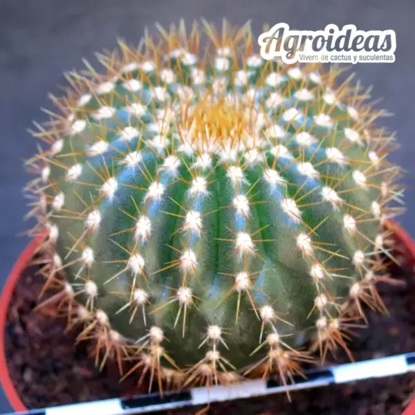 Uebelmannia pectinifera ssp. flavispina