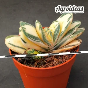 Gasteria gracilis "variegata" selección