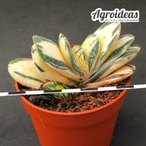 Gasteria gracilis "variegata" selección