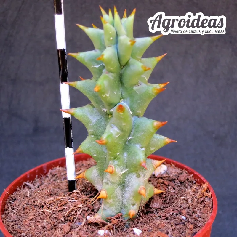 Quaqua mammillaris - Imagen 2