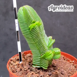 Crassula quadrangularis "gross"