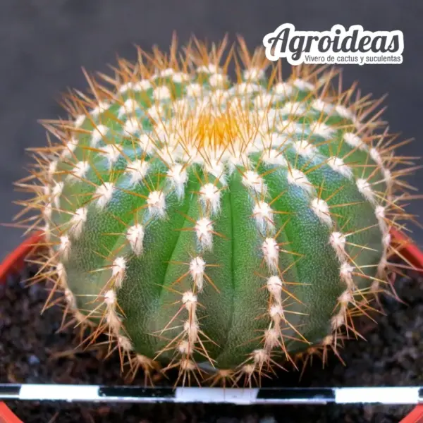Uebelmannia pectinifera ssp. flavispina - Imagen 2