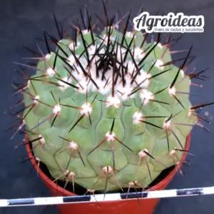 Copiapoa X cinerea ssp. cinerea
