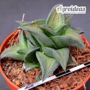 Haworthia viscosa X nigra "cv. Biedes"
