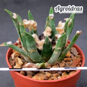 Ariocarpus agavoides "12 años"